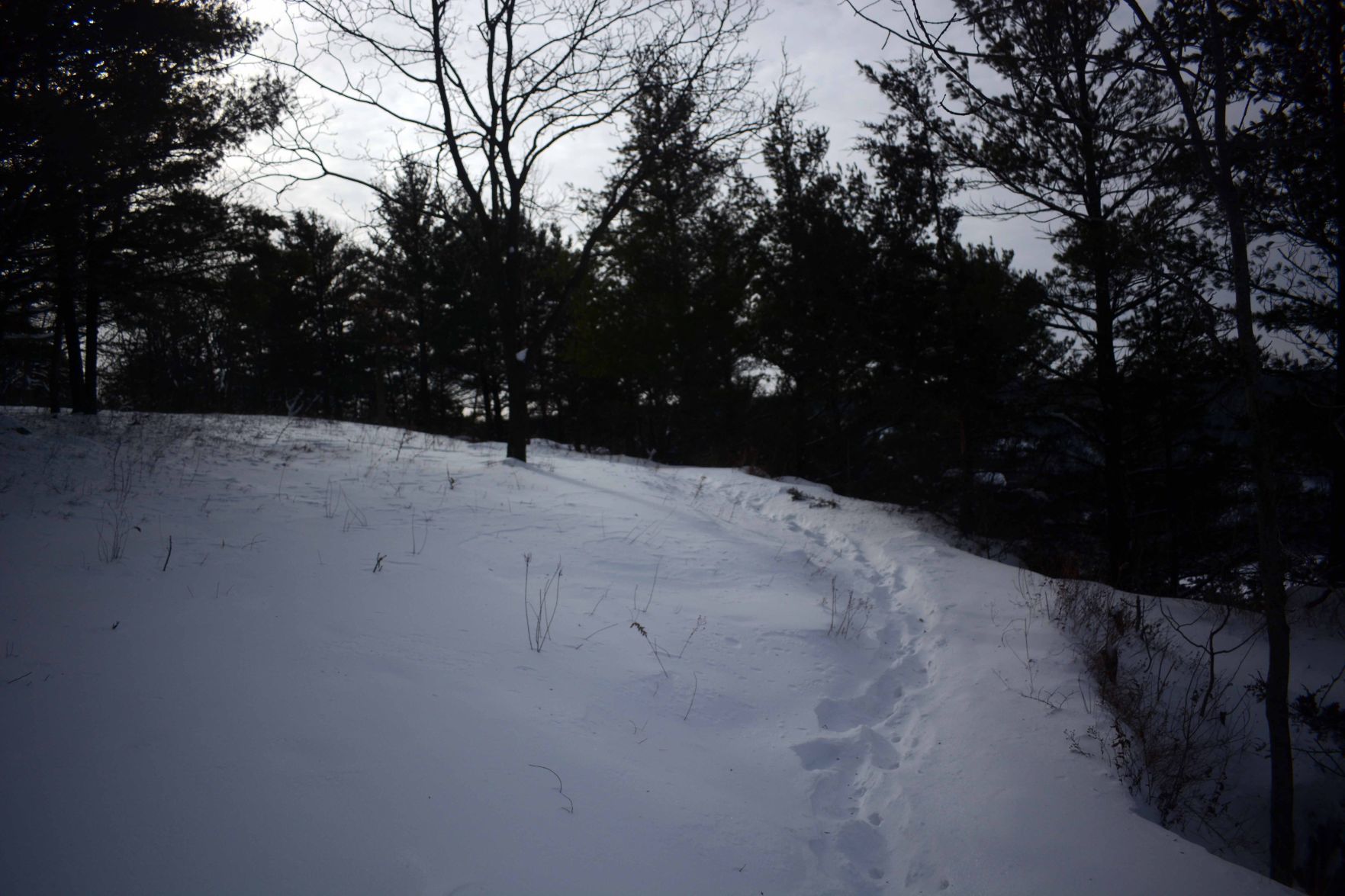 Devil's Lake east bluff stewardship work